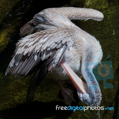 Fuengirola, Andalucia/spain - July 4 : Spot-billed Pelican (pele… Stock Photo