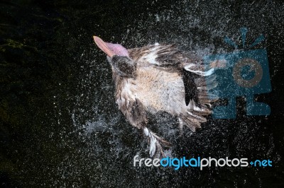 Fuengirola, Andalucia/spain - July 4 : Spot-billed Pelican (pele… Stock Photo