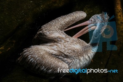 Fuengirola, Andalucia/spain - July 4 : Spot-billed Pelican (pele… Stock Photo