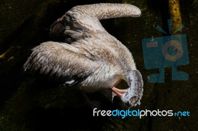 Fuengirola, Andalucia/spain - July 4 : Spot-billed Pelican (pele… Stock Photo