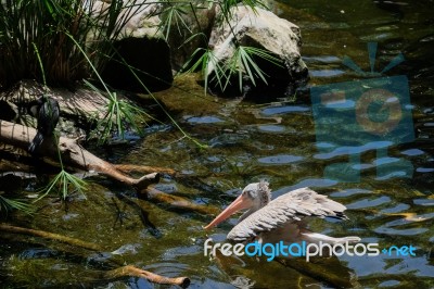 Fuengirola, Andalucia/spain - July 4 : Spot-billed Pelican (pele… Stock Photo