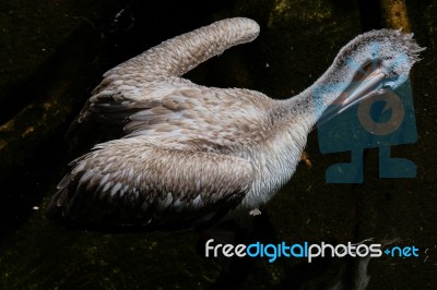 Fuengirola, Andalucia/spain - July 4 : Spot-billed Pelican (pele… Stock Photo