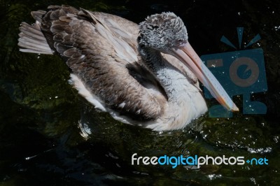 Fuengirola, Andalucia/spain - July 4 : Spot-billed Pelican (pele… Stock Photo