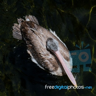 Fuengirola, Andalucia/spain - July 4 : Spot-billed Pelican (pele… Stock Photo