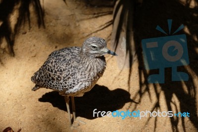 Fuengirola, Andalucia/spain - July 4 : Spotted Thick-knee (burhi… Stock Photo