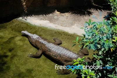 Fuengirola, Andalucia/spain - July 4 : Tomistoma (tomistoma Schl… Stock Photo