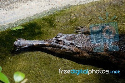 Fuengirola, Andalucia/spain - July 4 : Tomistoma (tomistoma Schl… Stock Photo