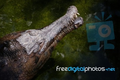 Fuengirola, Andalucia/spain - July 4 : Tomistoma (tomistoma Schl… Stock Photo