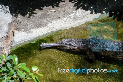 Fuengirola, Andalucia/spain - July 4 : Tomistoma (tomistoma Schl… Stock Photo