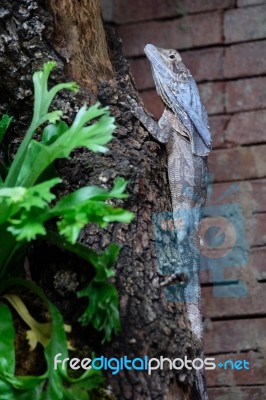 Fuengirola, Andalucia/spain - July 4 : Tree Lizard At The Biopar… Stock Photo