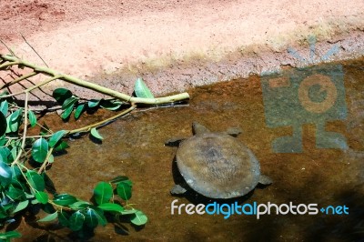 Fuengirola, Andalucia/spain - July 4 : Turtle In The Bioparc Fue… Stock Photo