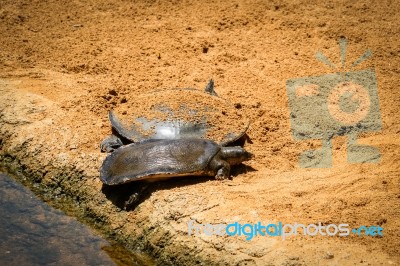 Fuengirola, Andalucia/spain - July 4 : Turtles In The Bioparc Fu… Stock Photo