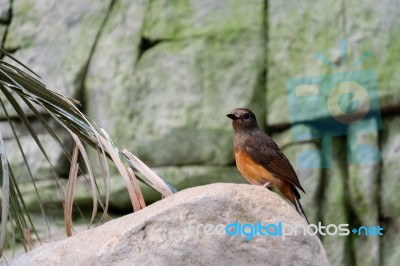 Fuengirola, Andalucia/spain - July 4 : White-rumped Shama (copsy… Stock Photo