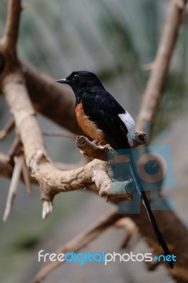 Fuengirola, Andalucia/spain - July 4 : White-rumped Shama (copsy… Stock Photo