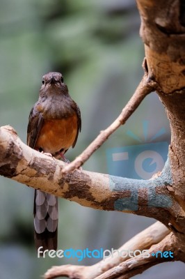 Fuengirola, Andalucia/spain - July 4 : White-rumped Shama (copsy… Stock Photo