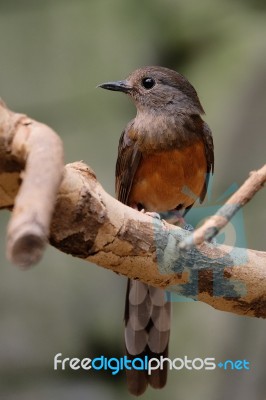 Fuengirola, Andalucia/spain - July 4 : White-rumped Shama (copsy… Stock Photo