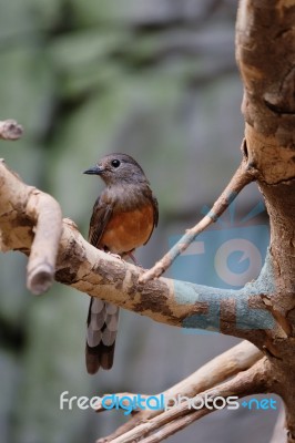 Fuengirola, Andalucia/spain - July 4 : White-rumped Shama (copsy… Stock Photo