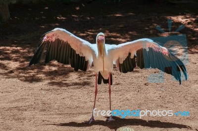 Fuengirola, Andalucia/spain - July 4 : Yellow-billed Stork (myct… Stock Photo