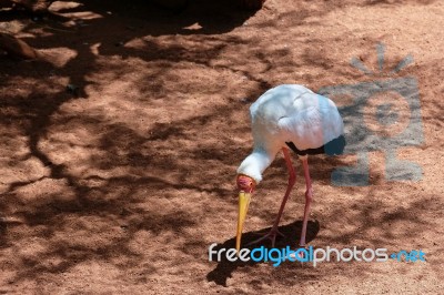 Fuengirola, Andalucia/spain - July 4 : Yellow-billed Stork (myct… Stock Photo