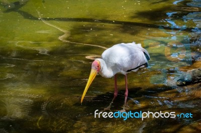 Fuengirola, Andalucia/spain - July 4 : Yellow-billed Stork (myct… Stock Photo