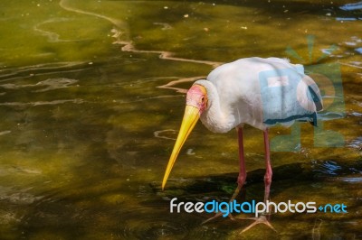 Fuengirola, Andalucia/spain - July 4 : Yellow-billed Stork (myct… Stock Photo