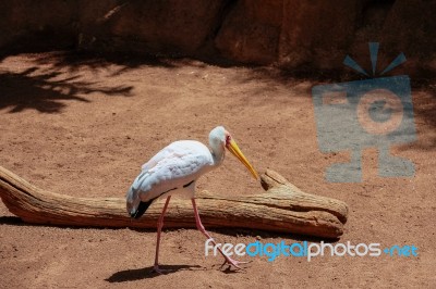 Fuengirola, Andalucia/spain - July 4 : Yellow-billed Stork (myct… Stock Photo