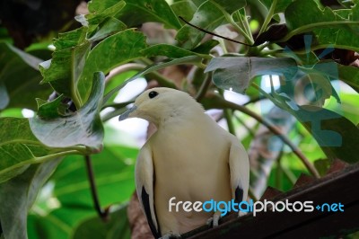 Fuengirola, Andalucia/spain - July 4 : Yellow Dove At The Biopar… Stock Photo