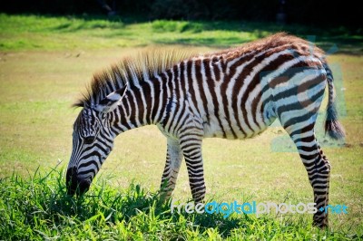 Full Body And Shown Beautiful Stripe Of Young Zebra Eating Green… Stock Photo