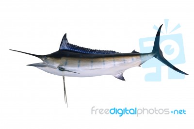 Full Body Of Blue Marine Fish Isolated White Background Side View Stock Photo