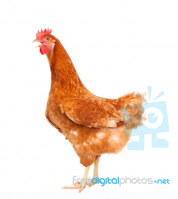 Full Body Of Brown Chicken Hen Standing Isolated White Backgroun… Stock Photo