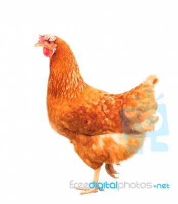 Full Body Of Brown Chicken Hen Standing Isolated White Backgroun… Stock Photo