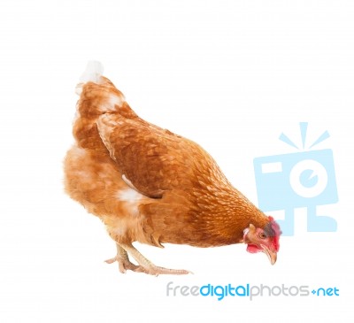 Full Body Of Brown Chicken Hen Standing Isolated White Background Use For Farm Animals And Livestock Theme Stock Photo