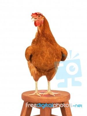 Full Body Of Brown Chicken Hen Standing Isolated White Background Use For Farm Animals And Livestock Theme Stock Photo