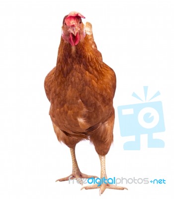 Full Body Of Brown Chicken Hen Standing Isolated White Background Use For Farm Animals And Livestock Theme Stock Photo