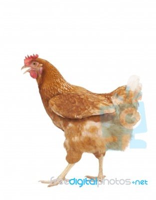 Full Body Of Brown Chicken Hen Standing Isolated White Background Use For Farm Animals And Livestock Theme Stock Photo