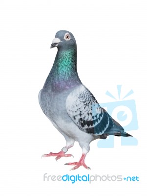 Full Body Of Homing Pigeon Bird Isolated White Background Stock Photo