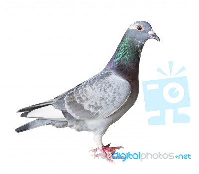 Full Body Of Homing Pigeon Bird Isolated White Background Stock Photo