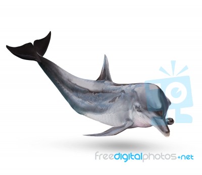 Full Body Of Sea Dolphine Isolated White Background Stock Photo