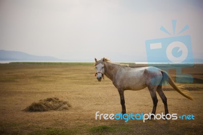 Full Body Of White Horse Standing In Open Meadow Stock Photo