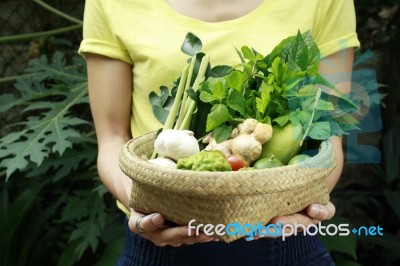 Full Of Vegetables  Stock Photo