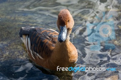 Fulvous Whistling Duck (dendrocygna Bicolor) Stock Photo