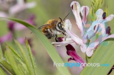 Fumaria Parviflora Flower With Bee Stock Photo