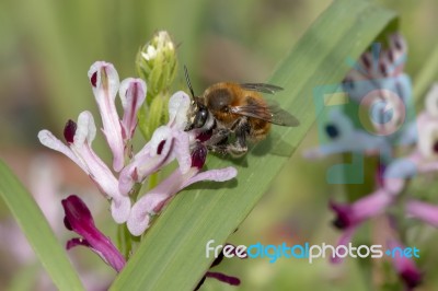 Fumaria Parviflora Flower With Bee Stock Photo