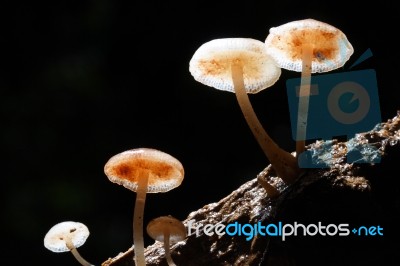 Fungi Stock Photo