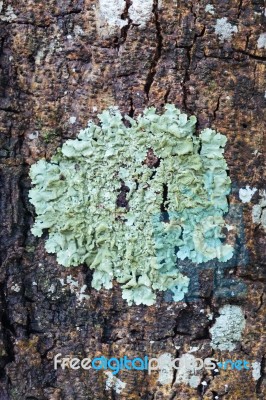 Fungi And Lichens On Tree Bark Stock Photo