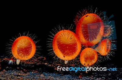 Fungi Cup Stock Photo