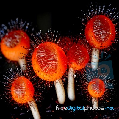 Fungi Cup Stock Photo