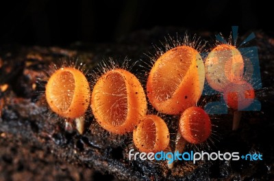 Fungi Cup Stock Photo