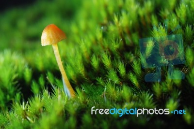 Fungi In Moss Stock Photo