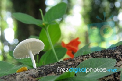 Fungi In The Forest Stock Photo